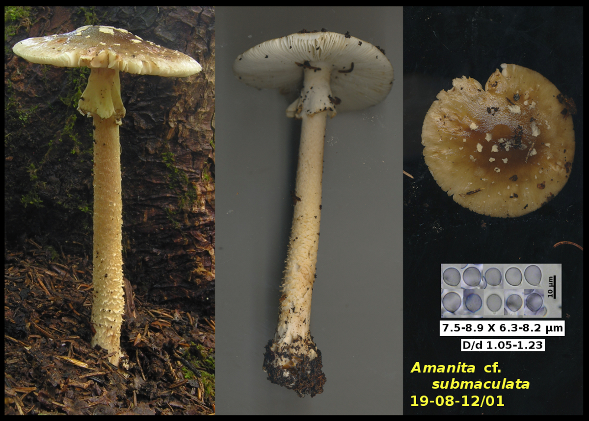 Picture of <i>Amanita</i> cf. <i>submaculata</i>